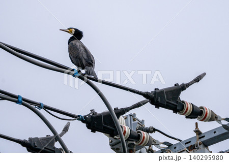 高圧電線で羽を休めるカワウ 高圧電線で羽を休めるカワウ 140295980