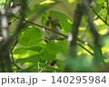 メジロの幼鳥 メジロの幼鳥 140295984
