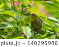 ジューンベリーの枝にとまるメジロ ジューンベリーの枝にとまるメジロ 140295986