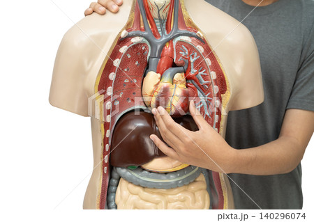 Asian student learning with human liver body model in anatomy biology in classroom at high school. 140296074
