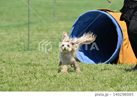 ドッグランで遊ぶ愛犬　トンネル　マルプー（マルチーズ×トイプードル） 140296085