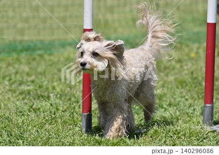 ドッグランで遊ぶ愛犬　スラローム　マルプー（マルチーズ×トイプードル） 140296086