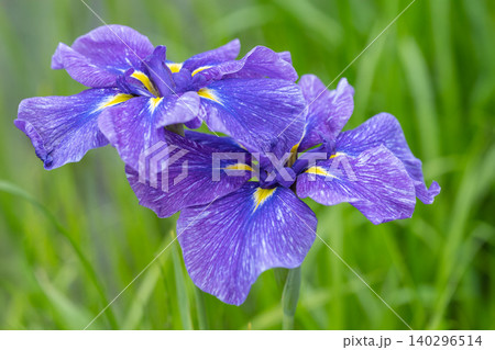 初夏に咲き始めた花菖蒲 初夏に咲き始めた花菖蒲 140296514