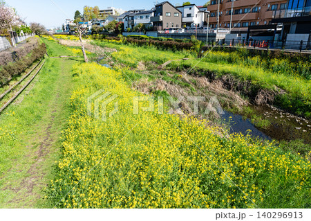 野川沿いを歩く 一面の菜の花 春の青空 東京都調布市深大寺元町 野川沿いを歩く 一面の菜の花 春の青空 東京都調布市深大寺元町 140296913