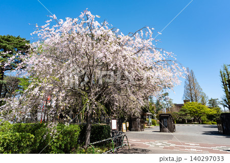 一橋大学 東キャンパスの入口 桜景色 東京都国立市中 一橋大学 東キャンパスの入口 桜景色 東京都国立市中 140297033