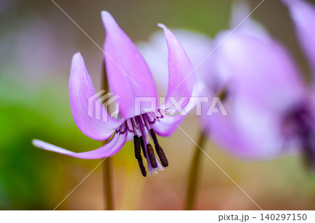「春の妖精」カタクリの花 「春の妖精」カタクリの花 140297150