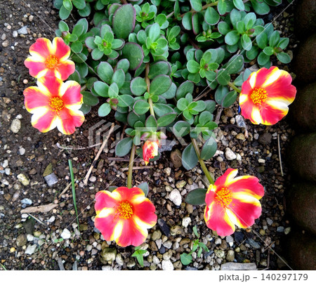 鮮やかな紅黄色のポーチュラカが彩る夏の花壇 鮮やかな紅黄色のポーチュラカが彩る夏の花壇 140297179