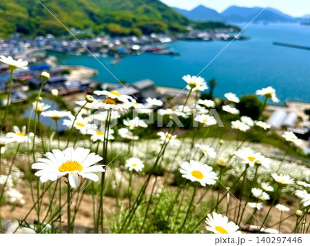 瀬戸内に映える夏の除虫菊 瀬戸内に映える夏の除虫菊 140297446