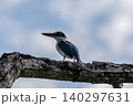 大きくくりりとした目がかわいらしく青い羽根が美しいナンヨウショウビン 140297631