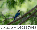 木々の緑の中で木の枝に止まっているナンヨウショウビン 140297843