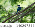 木々の緑の中で木の枝に止まっているナンヨウショウビン 140297844