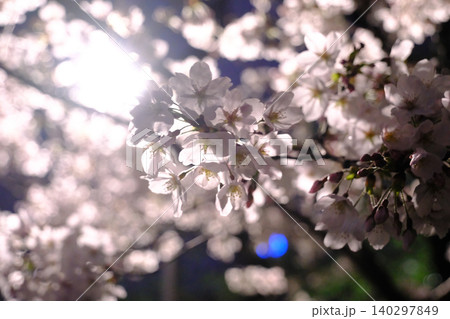 皇居と夜桜 東京 皇居と夜桜 東京 140297849