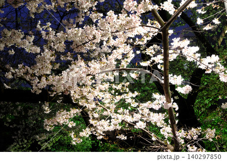 皇居と夜桜 東京 皇居と夜桜 東京 140297850