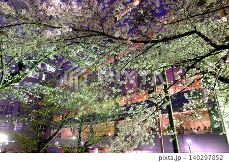 皇居と夜桜 東京 皇居と夜桜 東京 140297852