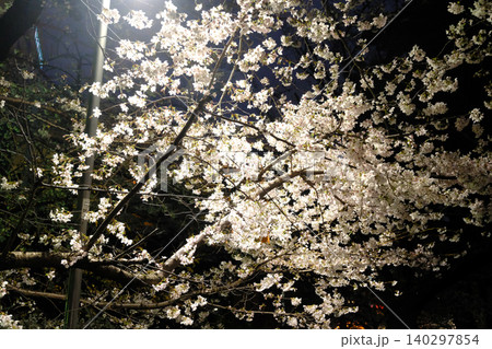 皇居と夜桜 東京 皇居と夜桜 東京 140297854