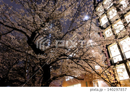 皇居と夜桜 東京 皇居と夜桜 東京 140297857