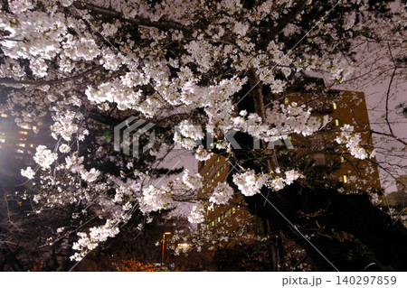 皇居と夜桜 東京 皇居と夜桜 東京 140297859