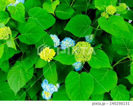 つぼみと咲き始めの紫陽花と新緑の葉 つぼみと咲き始めの紫陽花と新緑の葉 140298131
