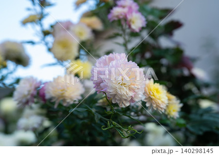 ダリアの花 140298145