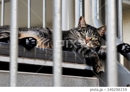 階段でくつろぐキジトラの地域猫 階段でくつろぐキジトラの地域猫 140298159