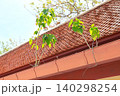 屋根の雨どいに生える植物 140298254