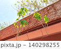 屋根の雨どいに生える植物 140298255