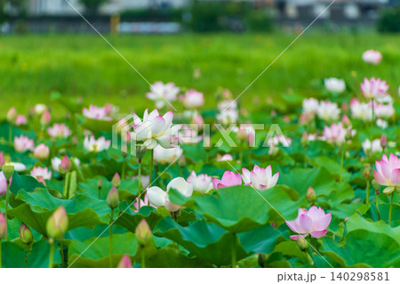 夏空の下に美しく咲き誇るピンクと白の蓮の花畑 夏空の下に美しく咲き誇るピンクと白の蓮の花畑 140298581