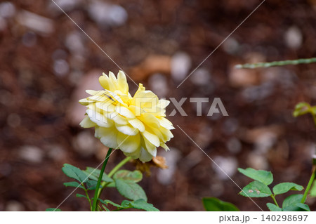 柔らかな光に包まれて咲く一輪の美しい黄色い薔薇 140298697