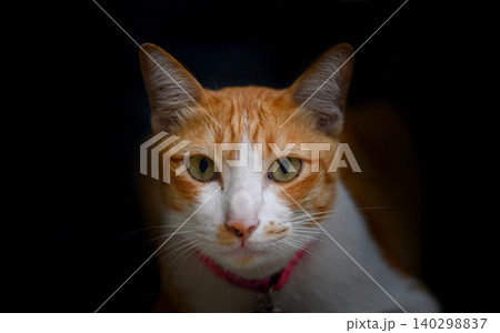 Portrait of tabby Thai cat in dark background Portrait of tabby Thai cat in dark background 140298837