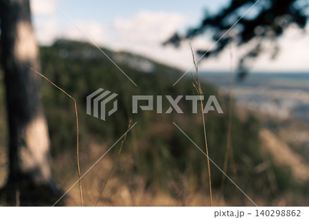 Blurred Forest Grass With Soft Landscape Background 140298862