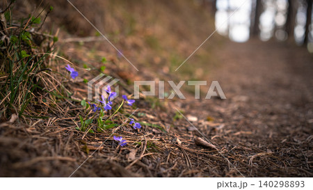 Purple Wildflowers Beside Forest Path Purple Wildflowers Beside Forest Path 140298893