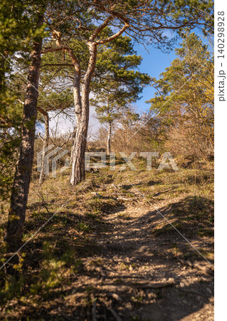 Pine Tree Beside Woodland Trail Pine Tree Beside Woodland Trail 140298928