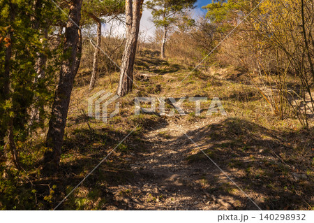 Rocky Spring Trail Through Pine Woodland Rocky Spring Trail Through Pine Woodland 140298932
