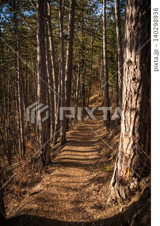 Sunlit Trail Through Pine Forest Sunlit Trail Through Pine Forest 140298936