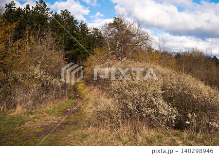 Spring Hiking Path Beside Blooming Shrubs Spring Hiking Path Beside Blooming Shrubs 140298946