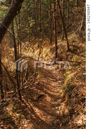 Vertical Forest Trail With Golden Sunlight Vertical Forest Trail With Golden Sunlight 140298947