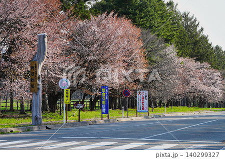 しずない桜まつり しずない桜まつり 140299327