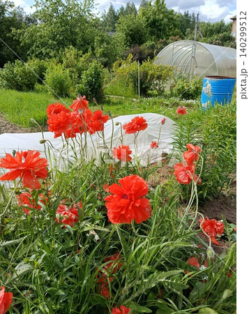Red poppies blooming in a backyard garden with a blue water barrel and greenhouse, vibrant red blooms and green foliage under sunny daylight, peaceful summer gardening scene Red poppies blooming in a backyard garden with a blue water barrel and greenhouse, vibrant red blooms and green foliage under sunny daylight, peaceful summer gardening scene 140299512