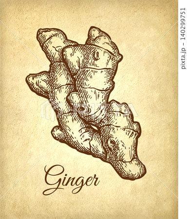Fresh ginger root ink sketch on old paper. 140299751