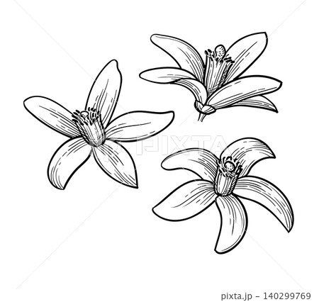 Neroli. Bitter orange flowers ink sketch. 140299769