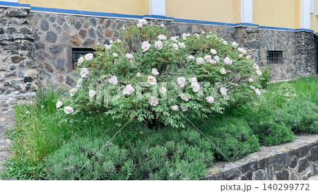 Beautiful landscaping design with blooming tree peony bush and stone border Beautiful landscaping design with blooming tree peony bush and stone border 140299772