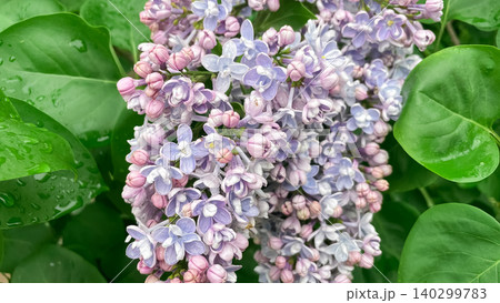 Macro shot of blooming purple lilac flowers with raindrops on green leaves 140299783