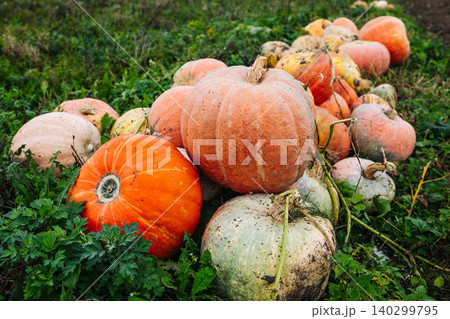 Pumpkins lying on the grass in a pumpkin patch 140299795