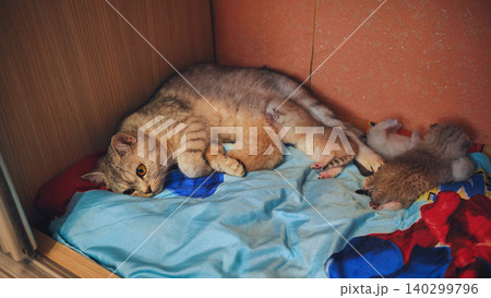 Mother cat breastfeeding her kittens in a closet Mother cat breastfeeding her kittens in a closet 140299796