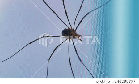 Harvestman or daddy long legs crawling on mosquito net 140299877