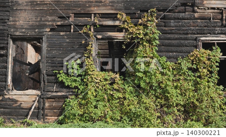 Nature reclaiming burnt structure, green vines covering charred wooden facade Nature reclaiming burnt structure, green vines covering charred wooden facade 140300221