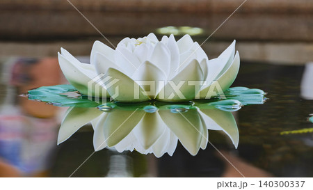 White lotus flower floating on water with reflection in Vietnam 140300337