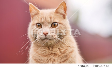 Ginger cat staring directly forward with bright amber eyes outdoors Ginger cat staring directly forward with bright amber eyes outdoors 140300348