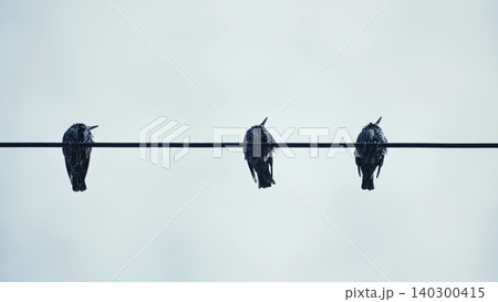 Three starlings sitting on a wire against a clear sky, minimalism and wildlife theme Three starlings sitting on a wire against a clear sky, minimalism and wildlife theme 140300415