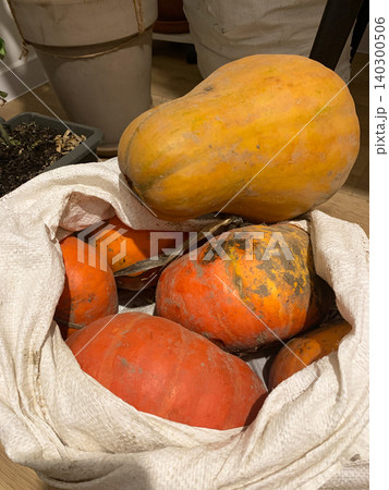 Pumpkins are gathered in a bag after an autumn harvest from the garden. The fruits show the results of a season of planting and care, ready for use in meals or decorations 140300506
